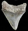 Serrated, Juvenile Megalodon Tooth - South Carolina #45852-1